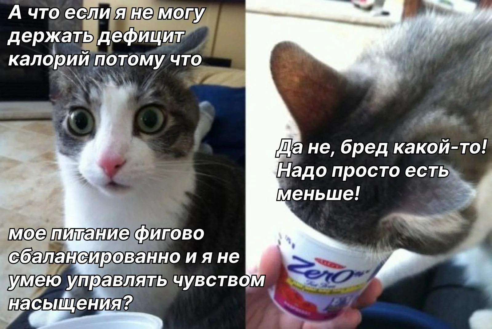 Мем про кота и дефицит калорий